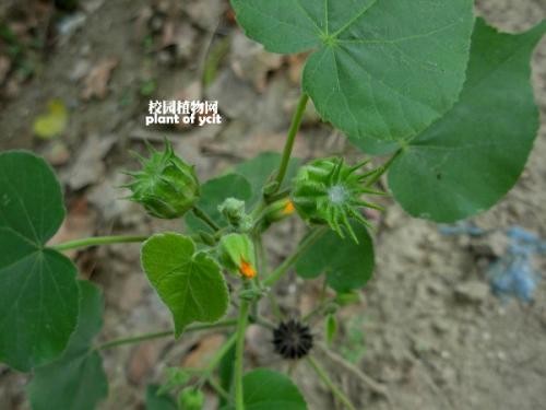 苎麻揭秘这种古老植物的神奇面纱