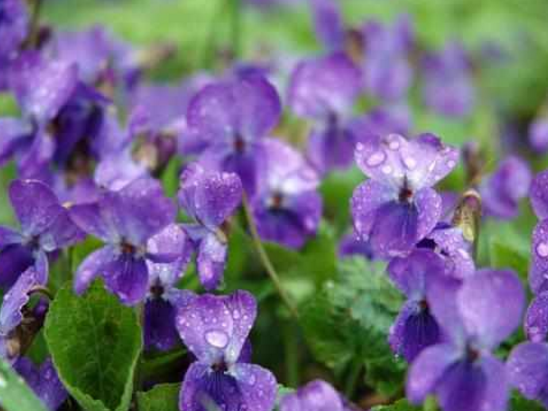 紫罗兰颜色大揭秘：不止是紫色，还有这些意想不到的色彩