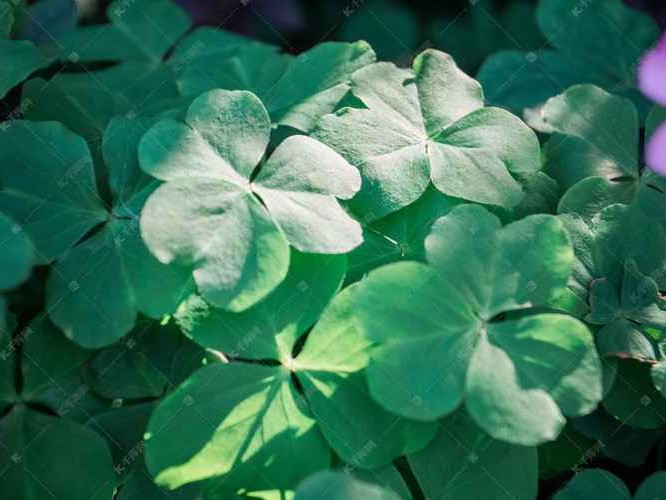 三叶草象征含义全解析